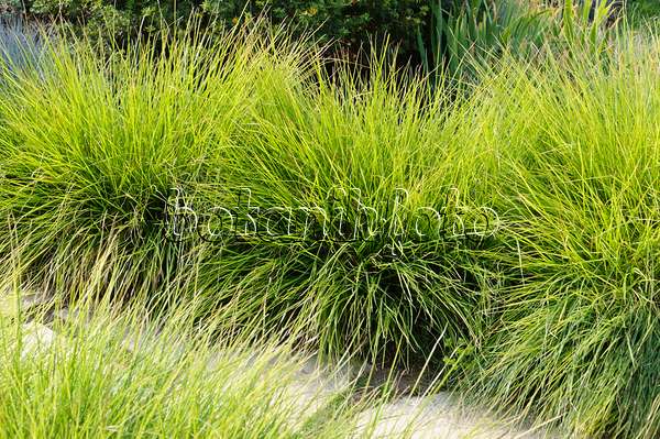 486212 - Autumn moor grass (Sesleria autumnalis)