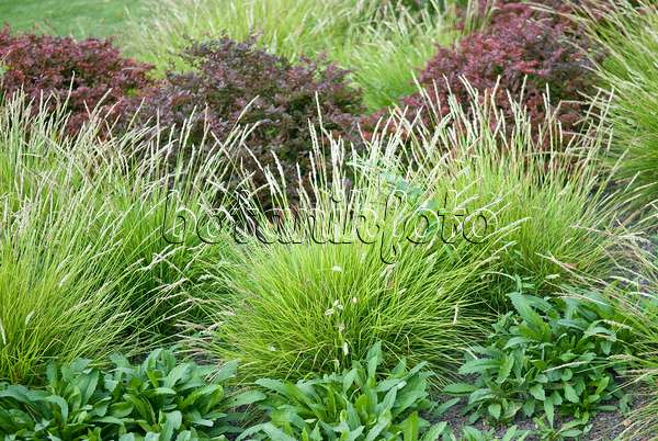 502431 - Autumn moor grass (Sesleria autumnalis)