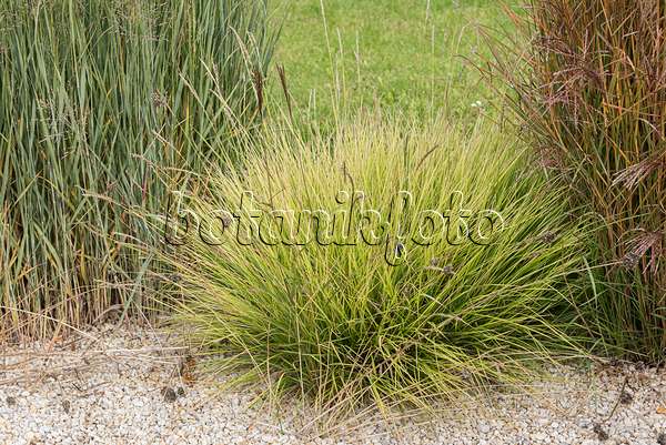 616451 - Autumn moor grass (Sesleria autumnalis)