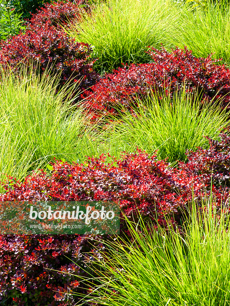 462019 - Autumn moor grass (Sesleria autumnalis) and purple leaf barberry (Berberis thunbergii 'Atropurpurea')