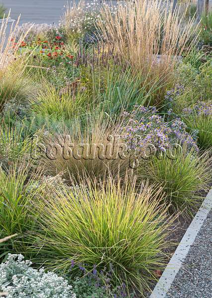 651526 - Autumn moor grass (Sesleria autumnalis) and reed grass (Calamagrostis x acutiflora 'Waldenbuch')