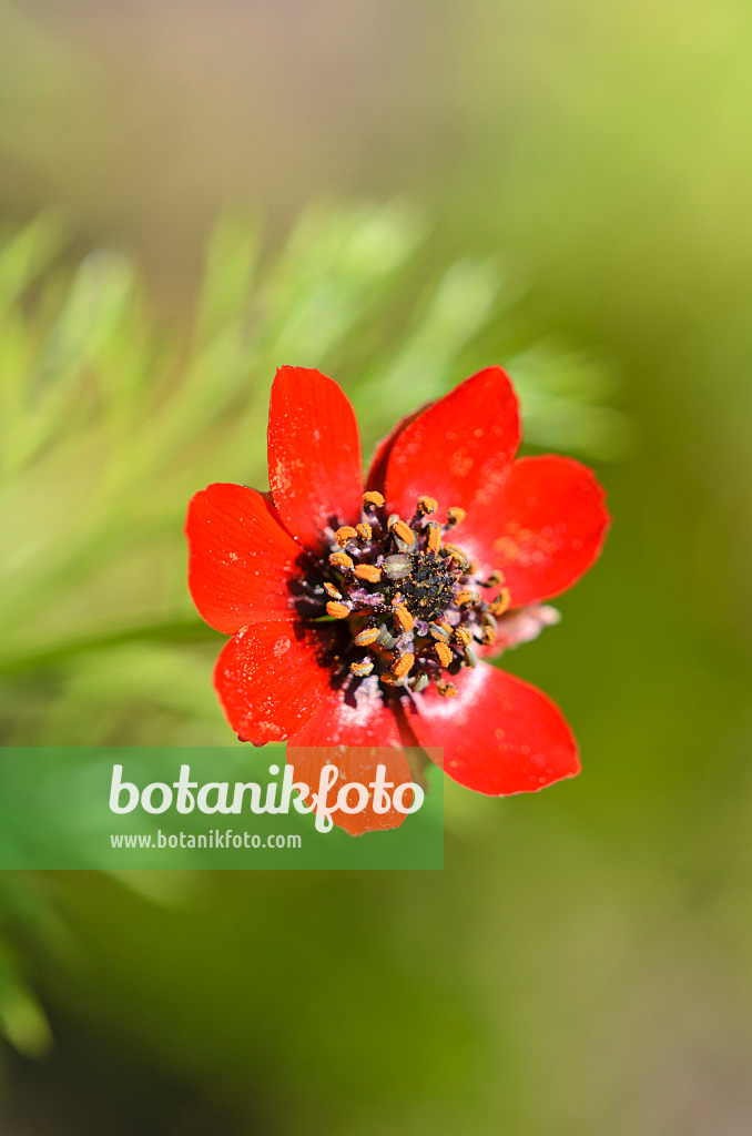 547376 - Autumn pheasant's eye (Adonis annua)