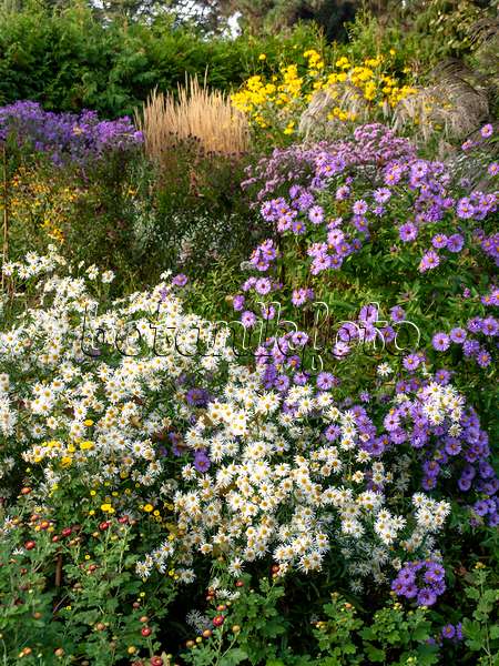 442097 - Autumnal garden with asters (Aster)