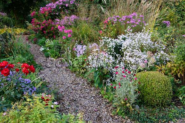 477026 - Autumnal garden with asters (Aster)