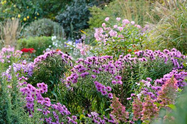 477035 - Autumnal garden with asters (Aster)
