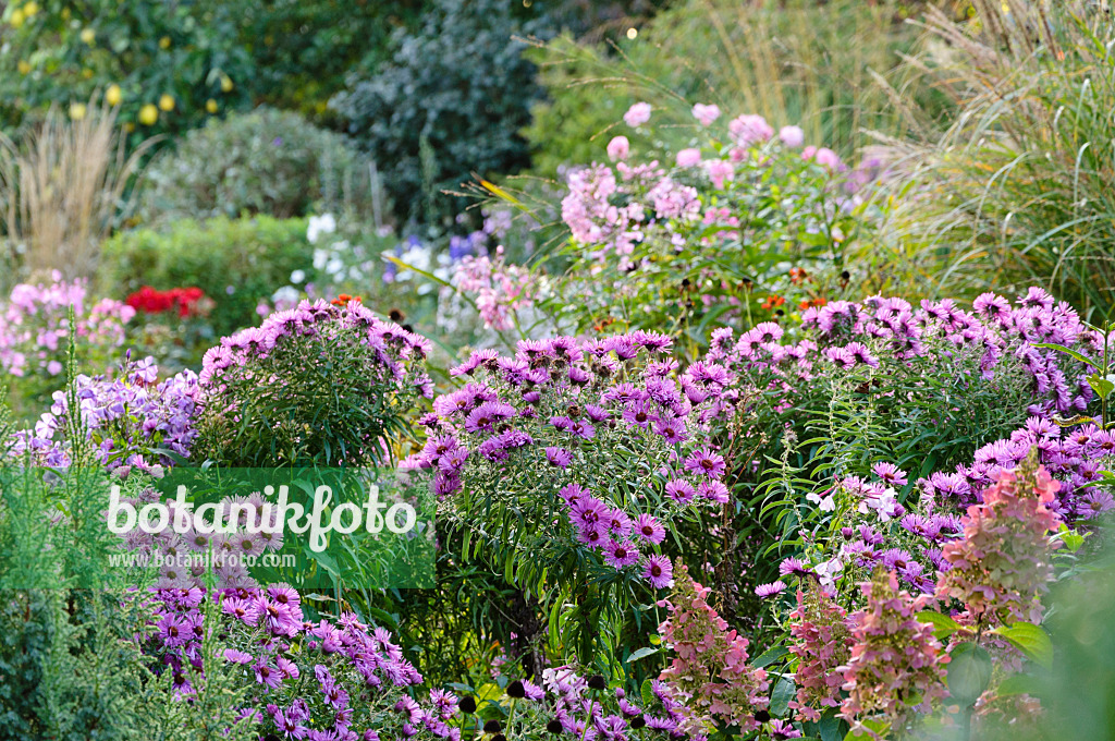 477035 - Autumnal garden with asters (Aster)