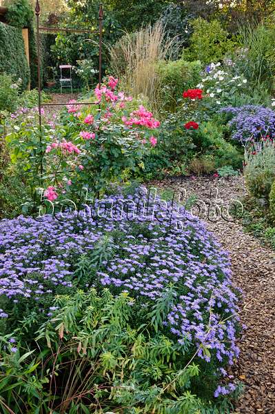 477036 - Autumnal garden with asters (Aster)