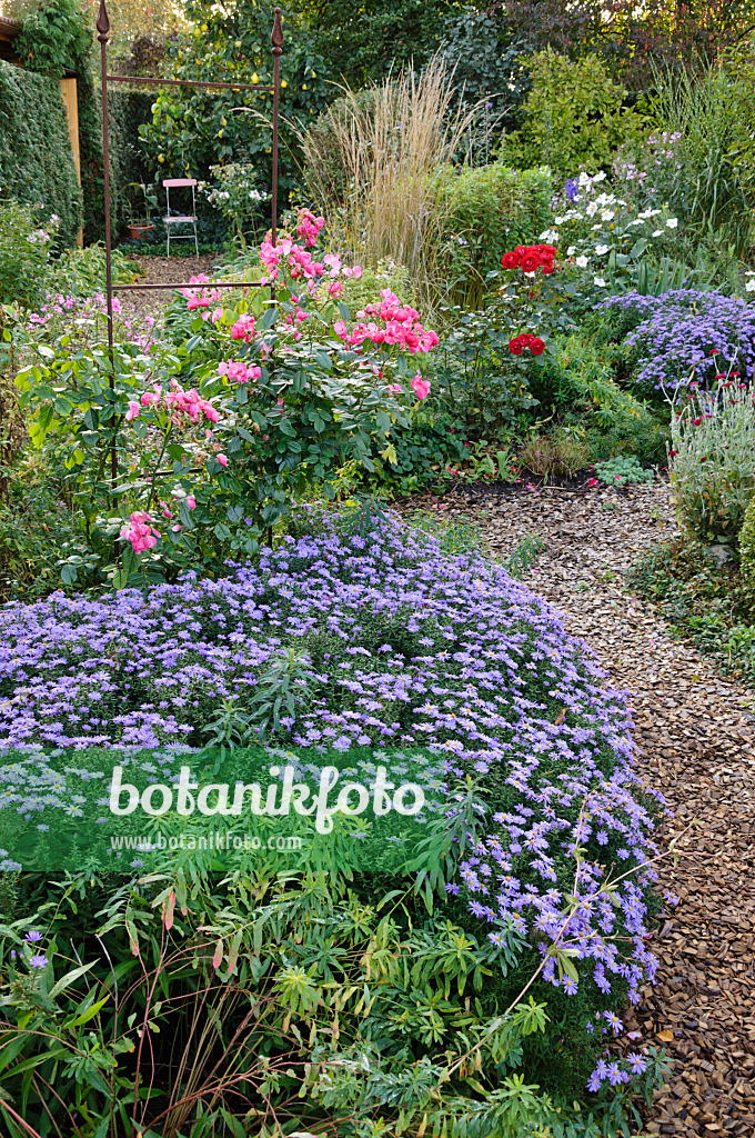 477036 - Autumnal garden with asters (Aster)