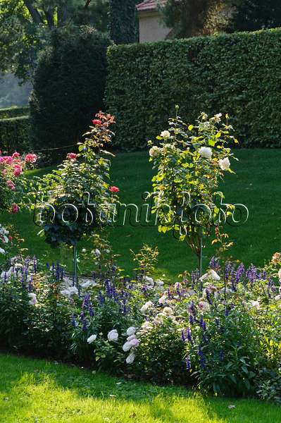 476196 - Autumnal rose garden with half standard roses