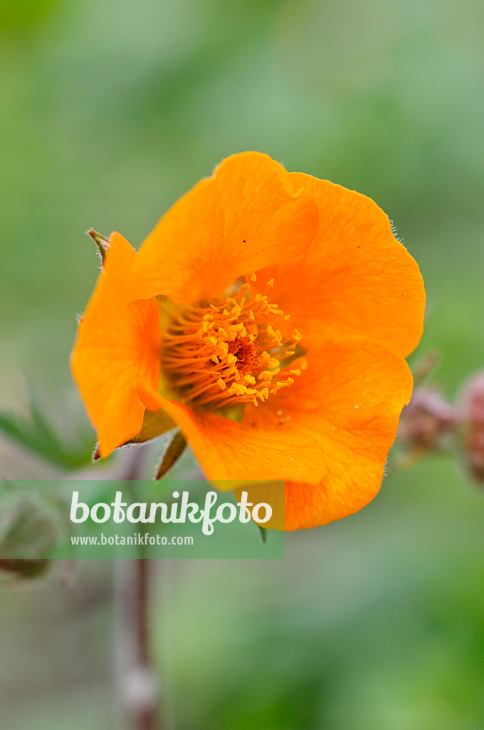 472055 - Avens (Geum heldreichii 'Georgenberg')