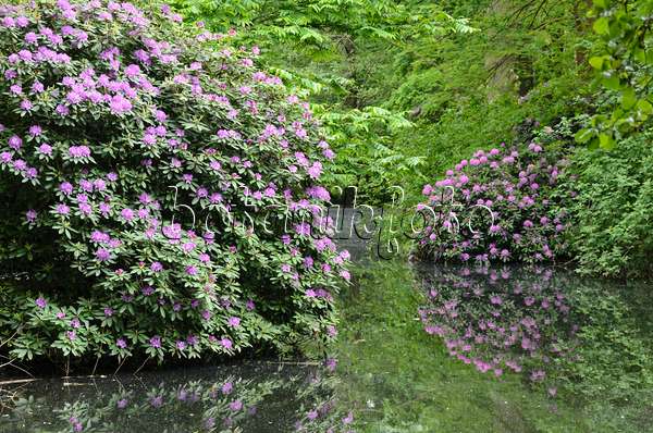 544136 - Azaleas (Rhododendron) at a pond