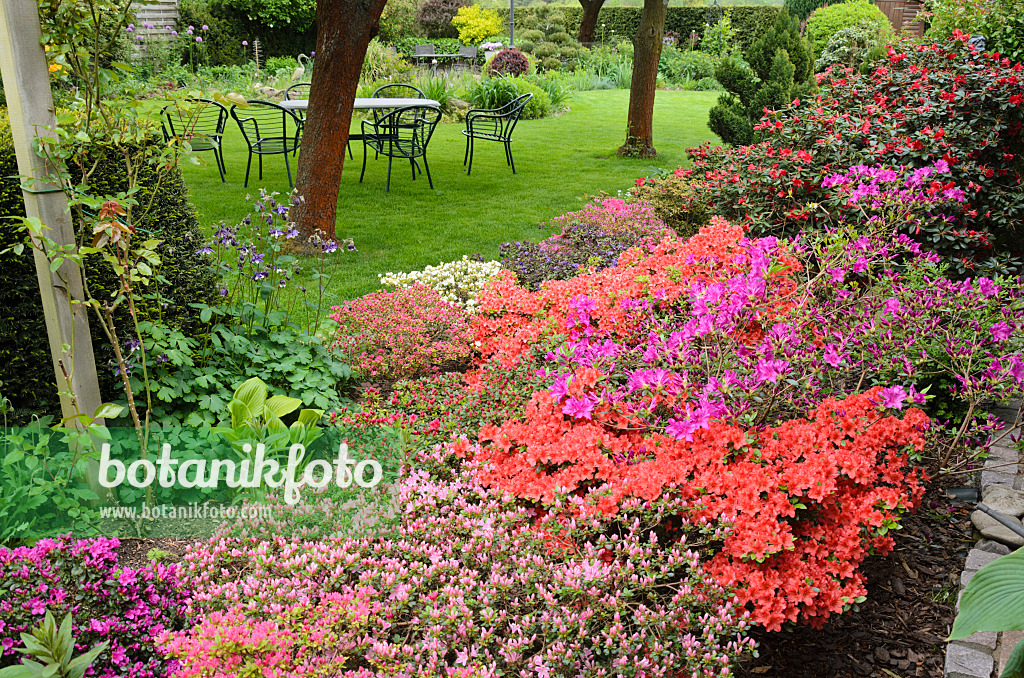 544112 - Azaleas (Rhododendron) in a perennial garden