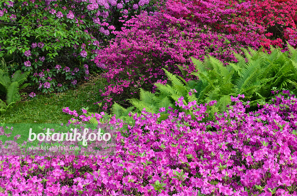 520339 - Azaleas (Rhododendron) and ostrich fern (Matteuccia struthiopteris)