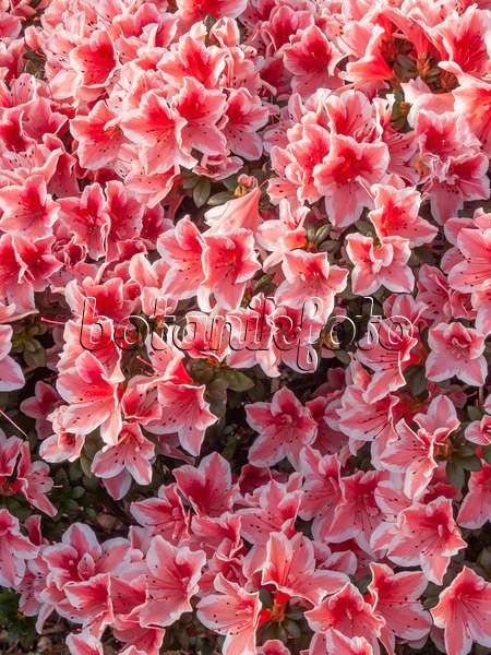 410007 - Azalée de l'Inde (Rhododendron simsii 'Mevrouw Gerard Kint')