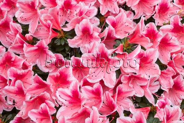 601019 - Azalée de l'Inde (Rhododendron simsii 'Mevrouw Gerard Kint')