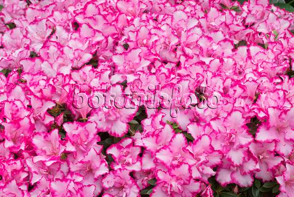 566098 - Azalée de l'Inde (Rhododendron simsii 'Panfilia')