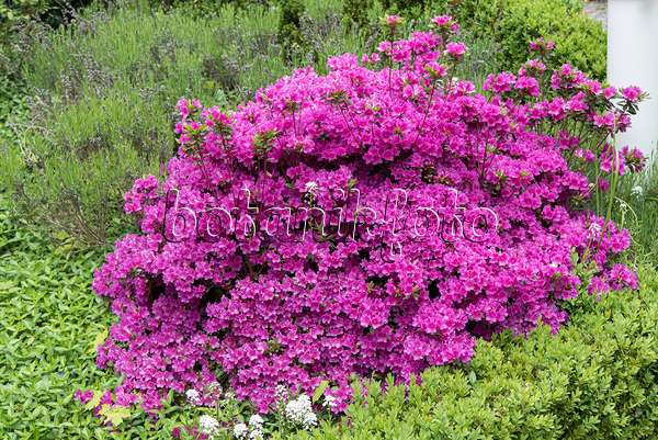 638254 - Azalée japonaise (Rhododendron x obtusum 'Königstein')