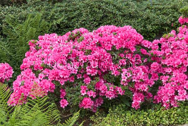625340 - Azalée japonaise (Rhododendron x obtusum 'Anne Frank')