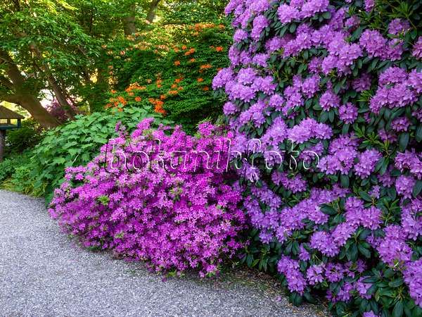 460152 - Azalée japonaise (Rhododendron x obtusum 'Beethoven')
