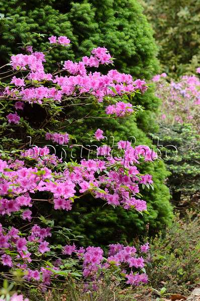 520290 - Azalée japonaise (Rhododendron x obtusum 'Beethoven')