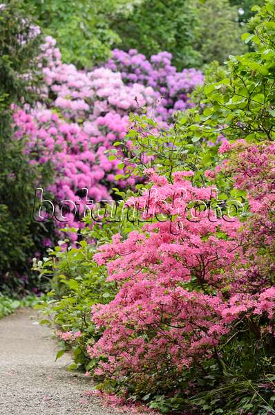 520487 - Azalée japonaise (Rhododendron x obtusum 'Hinomayo')