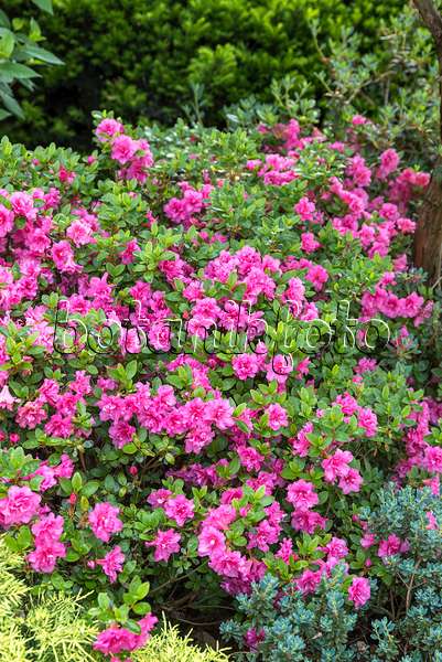 625345 - Azalée japonaise (Rhododendron x obtusum 'Petticoat')
