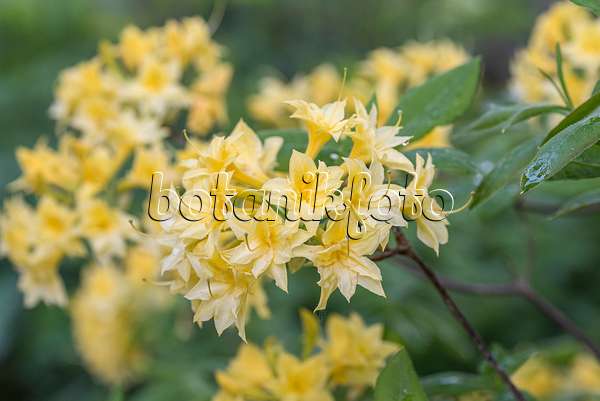 638263 - Azalée pontique (Rhododendron luteum 'Narcissiflora')