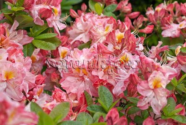 517221 - Azalée pontique (Rhododendron luteum 'Berryrose')