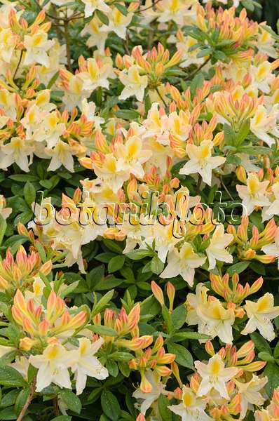 520374 - Azalée pontique (Rhododendron luteum 'Daviesii')