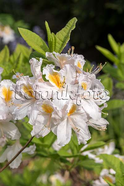 638262 - Azalée pontique (Rhododendron luteum 'Möwe')