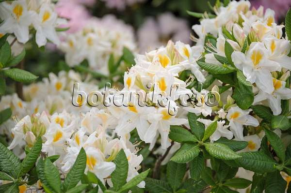 517226 - Azalée pontique (Rhododendron luteum 'Persil')