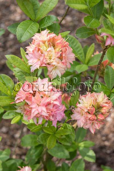 638297 - Azalée pontique (Rhododendron luteum 'Wedding Bouquet')