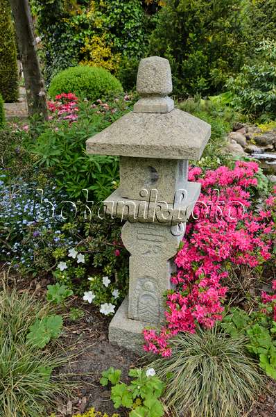 544123 - Azalée (Rhododendron) avec une lanterne en pierre