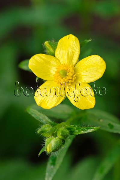 479033 - Azores buttercup (Ranunculus cortusifolius)