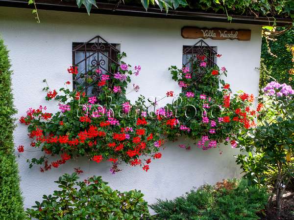 428088 - Bacs à fleurs avec géraniums sur un abri de jardin