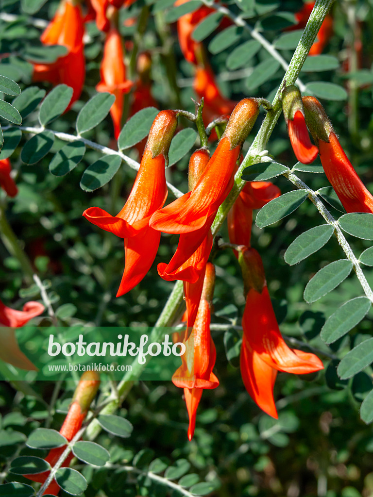 436074 - Baguenaudier d'Éthiopie (Sutherlandia frutescens)