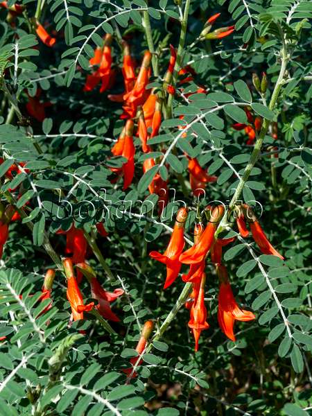 436075 - Baguenaudier d'Éthiopie (Sutherlandia frutescens)
