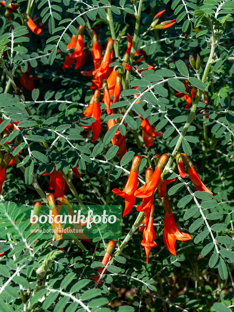 436075 - Baguenaudier d'Éthiopie (Sutherlandia frutescens)