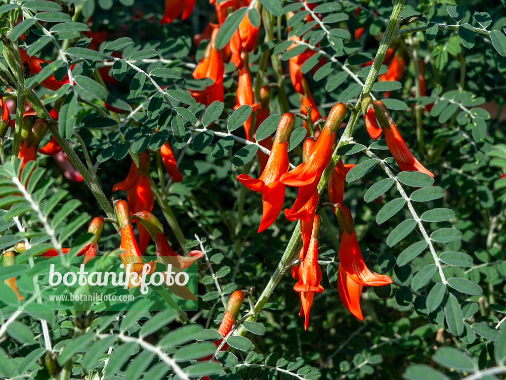 436076 - Baguenaudier d'Éthiopie (Sutherlandia frutescens)