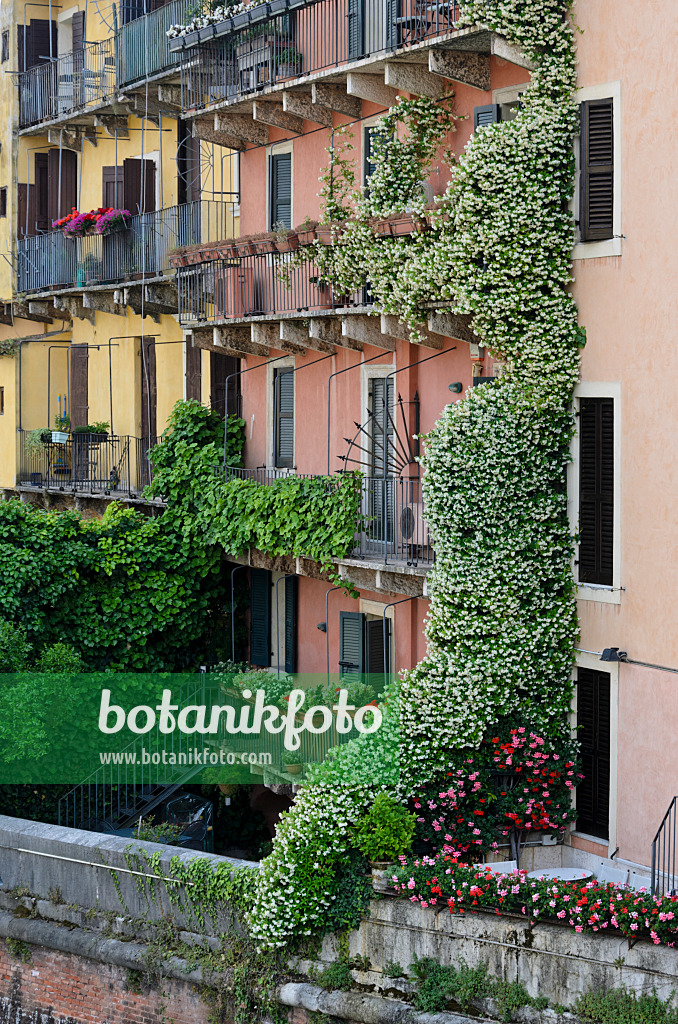 568037 - Balconies with star jasmines (Trachelospermum) and pelargoniums (Pelargonium), Verona, Italy