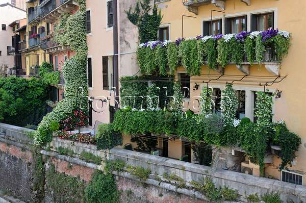 568038 - Balconies with star jasmines (Trachelospermum), petunias (Petunia) and pelargoniums (Pelargonium), Verona, Italy