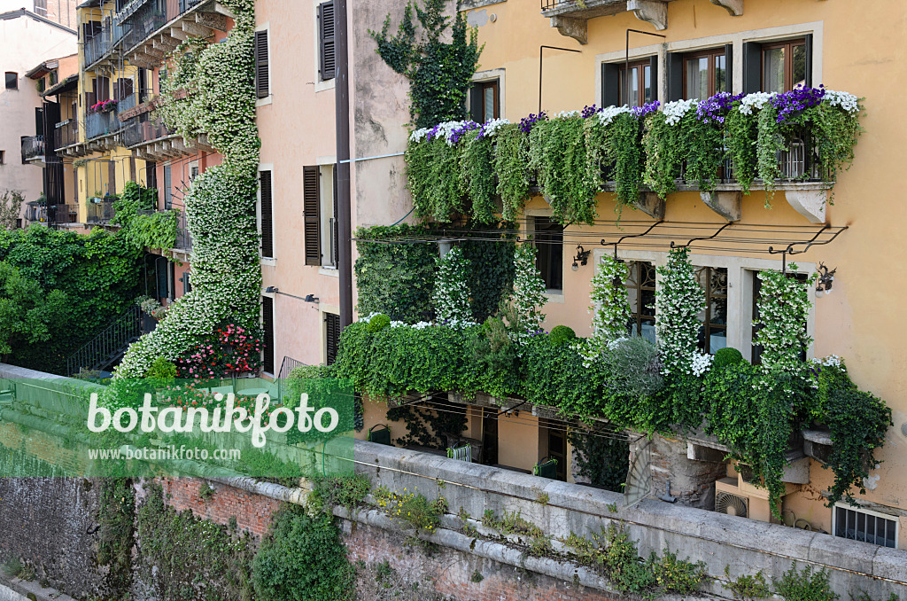 568038 - Balconies with star jasmines (Trachelospermum), petunias (Petunia) and pelargoniums (Pelargonium), Verona, Italy