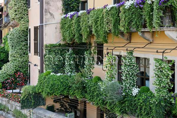 568039 - Balconies with star jasmines (Trachelospermum), petunias (Petunia) and pelargoniums (Pelargonium), Verona, Italy