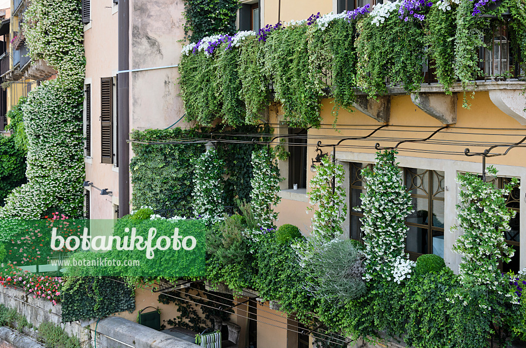 568039 - Balconies with star jasmines (Trachelospermum), petunias (Petunia) and pelargoniums (Pelargonium), Verona, Italy