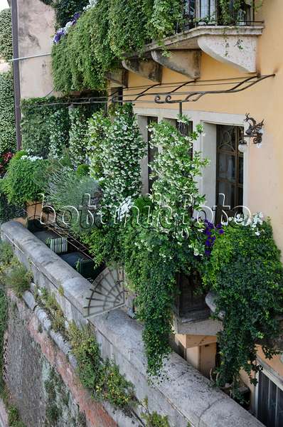 568040 - Balconies with star jasmines (Trachelospermum), Verona, Italy