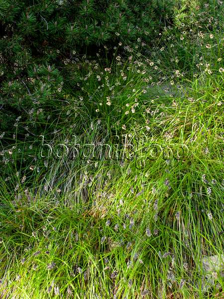 459007 - Balkan blue grass (Sesleria heufleriana)
