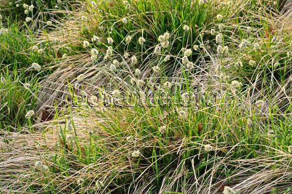 471107 - Balkan blue grass (Sesleria heufleriana)