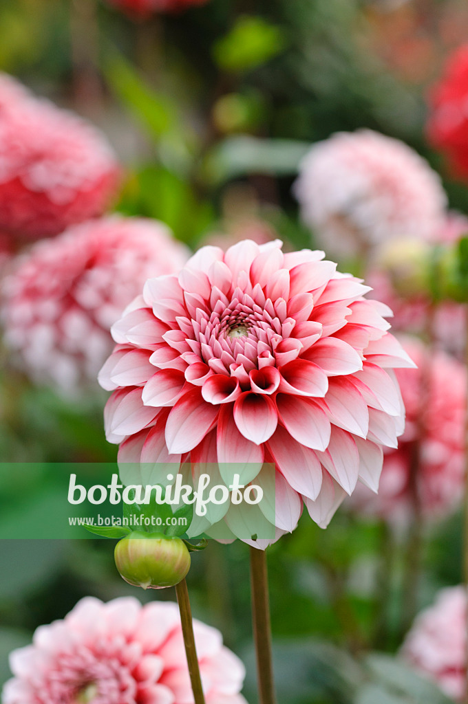 476127 - Ball dahlia (Dahlia Fubuki Red and White)