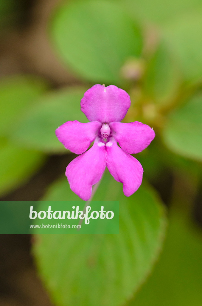 519123 - Balsam (Impatiens pseudoviola)