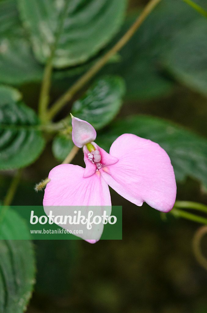 535170 - Balsam (Impatiens stuhlmannii)